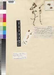 Image result for Kotschya