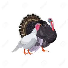 Their heads remind me of a female/male mix. Turkey Gobbler And Hen Male And Female Vector Illustration Royalty Free Cliparts Vectors And Stock Illustration Image 94621066