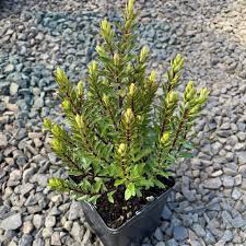 Image result for shrubby veronica hebe