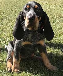 Mowgli turned a year old this february…. Bluetick Coonhound Dog Breed Information Coonhound Puppy Bluetick Coonhound Hound Puppies