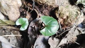 Image result for Nervilia petraea
