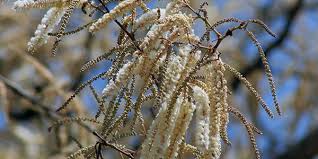 Image result for Acacia nigrescens