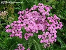 Common Yarrow Lavender Beauty Achillea Millefolium