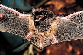 Bats Flying Mammals Mdc Discover Nature