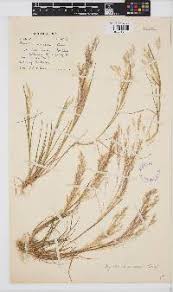 Image result for Agrostis kilimandscharica