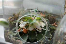 With proper care, actual plant size usually smaller. Gardening Guides African Violets The Burgundy Zine
