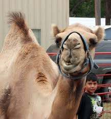 Hempstead Watermelon Music Festival