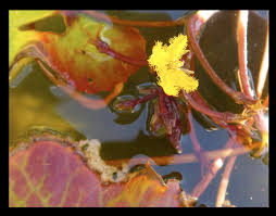 Image result for Menyanthaceae