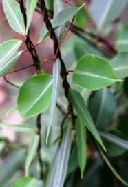 Image result for Dicliptera swynnertonii