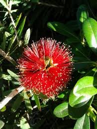 Maybe you would like to learn more about one of these? 43 Native Arizona Plants Ideas Arizona Plants Plants Arizona