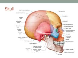 We know it can be difficult to learn the concepts of anatomy if you don't know what some anatomical terms mean. Anatomy Of Head Anatomy Drawing Diagram