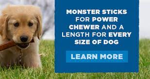 Puppy Golden Retriever Holding A Bully Stick Bully Sticks Bully Sticks For Dogs Bullying