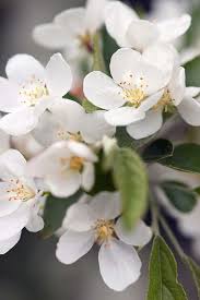 This 'crabbed' appearance may have influenced its common name, 'crab apple'. Crab Apple Trees For Sale Online Paramount Plants Uk