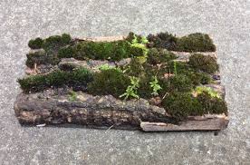 Moss On A Small Slab Of Tree Bark Plants Dish Garden Moss