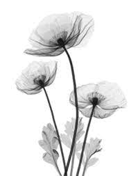 Off The Beaten Path Review Tucson Weekly Xray Flower Flowers Xray Art