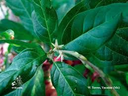 Image result for Petiveria