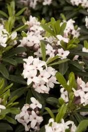 Image result for Synandrodaphne