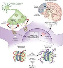 •nicotine binds to the presynaptic receptors exciting the neuron to fire more action potentials causing an increase in dopamine release. The Role Of Histone Acetylation In Cocaine Induced Neural Plasticity And Behavior Neuropsychopharmacology