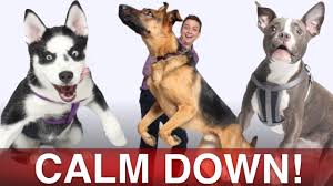 Making the dog wait before. How To Calm Your Dog Down In Minutes Youtube