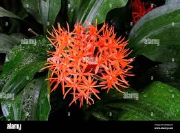 Image result for Scadoxus cinnabarinus
