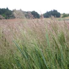 Image result for Agrostis epigejos