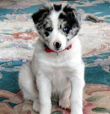 Question About Eye Colour In Pups General Border Collie Discussion Bc Boards Blue eyes are seen occasionally as well. question about eye colour in pups