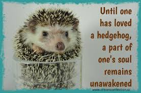 Quotes / sonic the hedgehog. Hedgehog Hedgie Soul Love Quills Glass Cute Adorable Quotes Hedgehog Pet Pet Care Hedgehog