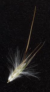 Image result for Phyllanthus caespitosus