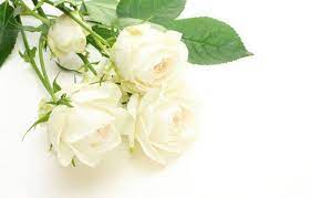 Bunga mawar merupakan bunga yang paling istimewah dan makna artinya tak hanya memiliki aroma yang harum namun juga untuk orang yang spesial dalam hidup kita karena memiliki arti yang sangat mendalam. Ternyata Ini Lho Makna Romantis Mawar Putih Sebagai Hadiah Outerbloom