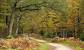 The New Forest Ponies