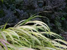 Image result for Hackelochloa
