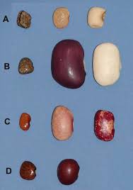 Image result for Phaseolus