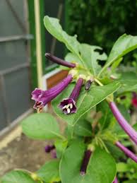 Image result for Iochroma