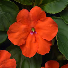 Image result for Impatiens wallerana