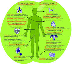 Frontiers Antimicrobial Peptides Derived From Insects Offer A Novel Therapeutic Option To Combat Biofilm A Review Microbiology