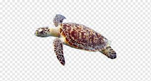 How to draw a sea tu. Sea Turtle Reptile Hawksbill Sea Turtle Loggerhead Sea Turtle Baby Sea Turtle Box Turtles Leatherback Sea Turtle Modern Sea Turtles Turtle Reptile Hawksbill Sea Turtle Png Pngwing