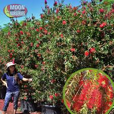 Highlighting the team members that make our california nurseries unique, today we would like you to stop by our coachella location. Pin On Flowering Trees Moon Valley Nursery
