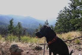 All of our cabins have a bbq, are pet friendly for a small fee and we have a volleyball net on property with a ball for each cabin!! Pet Friendly Cabins Cottages In Colorado And Lodgings Accepting Dogs Cats And Other Pets