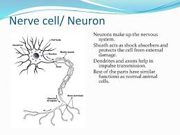 Check spelling or type a new query. Hw 7c Read Pg 1 To 5 From Your Text Book And Write A Short Note On The History And Use Of Microscope In The Discovery Of Cells Draw A Time
