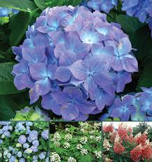 In other words, that's more than the number of bird, butterfly and bee species, combined! Curious Chemistry Guides Hydrangea Colors American Scientist