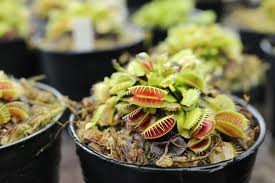 Recently, though, the idea of growing a venus fly trap in my dorm room hit me. Venus Flytraps Everything You Need To Know About Growing Them