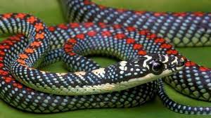 These Are The Weirdest Snakes In The World 7 Is Really Creepy Snake Serpent Snake Beautiful Snakes