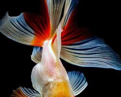 金魚の画像