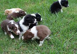 Breeders Bellaindle