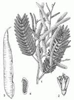 Image result for Newtonia