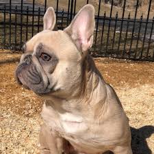 Illinois applicants must own their home, have no children under 8 years old, and have excellent vet history. Je Amore French Bulldogs Madison Wi Photos Facebook