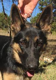 Since they are very familiar with each and every dog they place, they are good at matching you with the most compatible dog. Adopt Chula On Petfinder Dog Adoption Aggressive Dog German Shepherd Adoption
