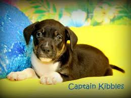 We offer the most extensive and detailed list of pet shelters around the u.s. Ecmplui3patlpm