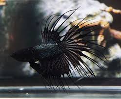 Live Betta Fish Black Orchid Dragon Ct Crowntail Pair Male Female C058 C062 Betta Fish Betta Black Orchid