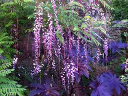 Image result for Indigofera wentzeliana